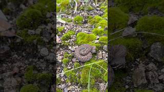 Arizonas State Reptile The Arizona ridgednosed rattlesnake 🐍 [upl. by Nyahs]