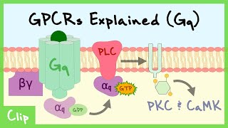 Gq Pathway Of GProteinCoupled Receptors Explained  Clip [upl. by Shere243]