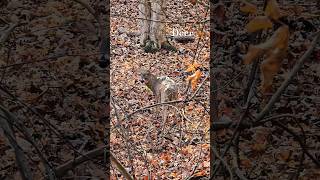 Beautiful deer 🦌 in North Carolina at City Lake Park deer wildlife nature forest reels fyp [upl. by Aivan36]