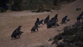 Penguins beach crossing at Phillip Island Nature Parks [upl. by Thay]