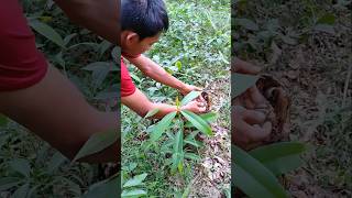 beautiful stick insect from asia 💯 insects stickinsect animal [upl. by Malinin]