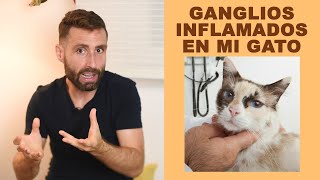 ¿Qué enfermedades de gatos se relacionan con ganglios inflamados bajo la mandíbula [upl. by Hsak]