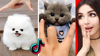 The CUTEST Animals On Tik Tok 2 [upl. by Eduam]