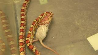 Kornnatter Corn Snakes Pantherophis guttatus frisst Maus [upl. by Forras]