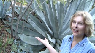 What You MUST Know About Century Plants Agave americana [upl. by Otilopih678]