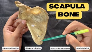 Scapula  Upper Limb Bone Anatomy First Year MBBS  Anatomy lectures by Ashish [upl. by Aihsak]