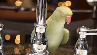 Talking Indian Ringneck Fabio [upl. by Gillette]