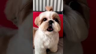 Cute puppy barking 😍 puppy doglover [upl. by Htebaile]