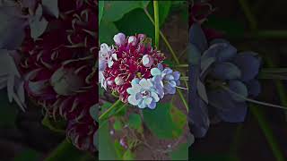 Clerodendrum Chinense  Hazari Mogra Plant 😍🌸flower nature love yt ytshortsindia likeforlikes [upl. by Samella]