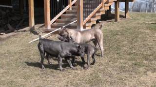 Alive Cane Corso Di Troy [upl. by Hesler]