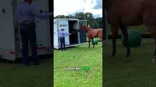 Are you being mean on accident horses horsetraining horsemanship trailerloading [upl. by Nnyledam594]