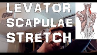 How To Stretch The Levator Scapulae Muscle Relieve Neck Pain [upl. by Anhpad]