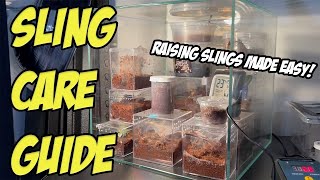 HOW TO TAKE CARE OF TARANTULA SLINGS [upl. by Norine576]