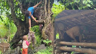 The boy climbed up the tree to pick wild vegetables for the baby under the tree [upl. by Karlow]