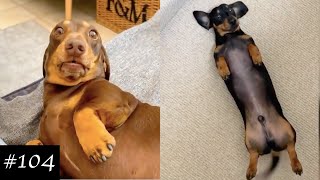 Dachshund Compilation  Funny And Cute Videos [upl. by Ania358]