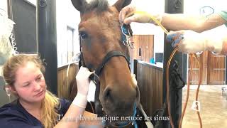 Sinusite chronique chez le cheval [upl. by Lose]