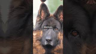 German Shepherd vs Wolf Who Wins [upl. by Natsirhc]