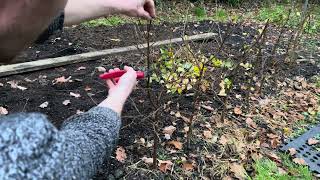 Pruning my Ground Planted preBonsai Birch Trees [upl. by Irisa]