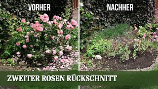 Zweiter Rosen Rückschnitt im Juni  für mehr Blüte und gegen Pilzerkrankungen und Mehltau [upl. by Rehtse]