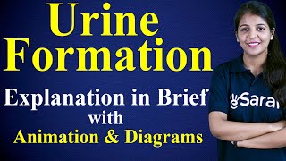 Urine Formation Class 11 Biology NCERT Chapter 19 Excretory Products and their Elimination OneShot [upl. by Kisung255]