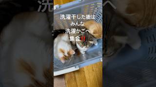 洗濯干した後はみんな洗濯かごへ集合‼️ ねこのいる生活 子猫 猫 スコティッシュフォールド cat catcute catbaby 兄弟 [upl. by Sirrom812]