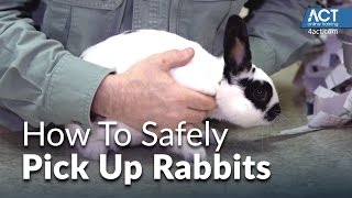 How to Pick Up Rabbits [upl. by Ahsyt]