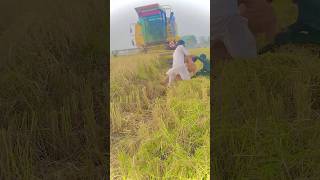 FRONT ￼￼￼￼￼￼￼￼😭😢🫢 viralchallenge MOUNTED HARVESTING MACHINE ON MAN shorts trending viralvideo [upl. by Ecnerat]