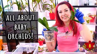 What to do if your Orchid grows a baby plant All about Basal Keikis  Orchid Care for Beginners [upl. by Cony801]