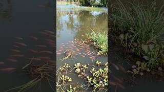 Oreochromis niloticus tilapia farming in pond fishing shorts tilapia shortvideo youtubeshorts [upl. by Ayocal598]