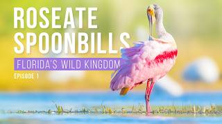 Roseate Spoonbills  Floridas Wild Kingdom  Filming FLORIDA WILDLIFE Wading birds alligators [upl. by Namyaw]