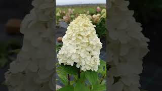 Гортензия Hydrangea paniculata Quick Fire Fab [upl. by Tneciv]