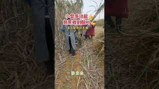 Sugar cane harvesting and defoliating machine automobile sugarcaneharvester farming [upl. by Jerrold]