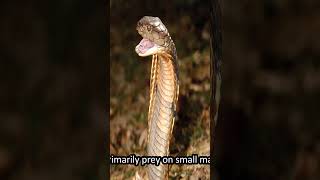 Why King Cobra is not real Cobra wildlife facts animals [upl. by Suinuj]