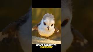 This little bird learn lifehack shorts [upl. by Meedan]