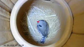 Finch bird making his nest  Bird nesting video with live camera timelaps [upl. by Lletnwahs318]