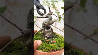 bonsai trees pruning pruning bonsai amazing shorts garden [upl. by Anialem]