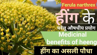 हींग के पौधे की पहचान और उसके औषधीय गुण  Hing  Ferula narthex  Asafoetida medicinal benefits [upl. by Yelnahs]