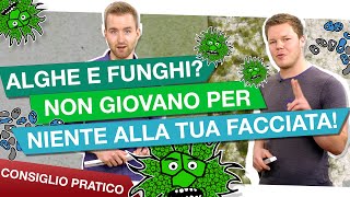 Alghe e funghi addio alle facciate verdi [upl. by Madge]