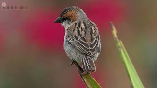 Exploring Different Sparrow Species [upl. by Nereil]