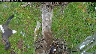 Surprise Bella and Scout build a new nest under the old one 秃鹰 NCTC Eagle Nest 2024 10 02 [upl. by Ayalahs539]