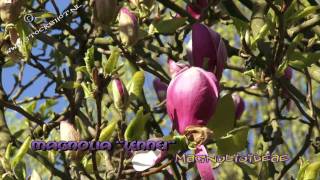 Magnolia Lennei flowering [upl. by Attoynek459]