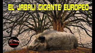 Este es el jabalí mas grande del mundo – JABALI GIGANTE EUROPEO [upl. by Fowle790]