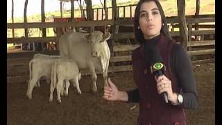 Lages  Vaca tem trigêmeos na Serra catarinense [upl. by Johnsson]