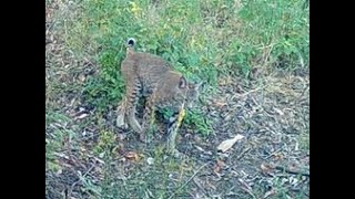 Bobcats at the creek [upl. by Christenson]