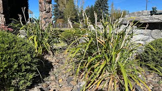 Daylily cleanup part 1 cleaning Daylily scapes [upl. by Eelidnarb]