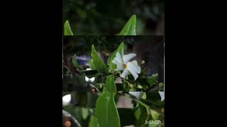 Pavalamalli Plant Night Flowering Plant [upl. by Topping]