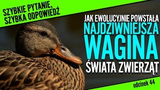 Jak ewolucyjnie powstała najdziwniejsza wagina świata  SPSO 44 [upl. by Nuli]