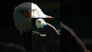 Eagle 🦅🦅 shorts viral [upl. by Glynas]