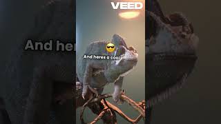 Leopard lizard🦎 didyouknowYoutubeshorts shorts reptiles YouTube BeAmazed viralvideo [upl. by Ferriter]