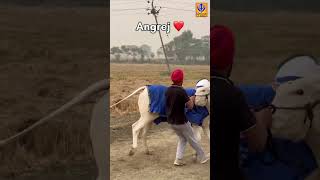 angrej angrej khalsajitv punjabi oxrace punjab shorts khalsajilive [upl. by Amando]